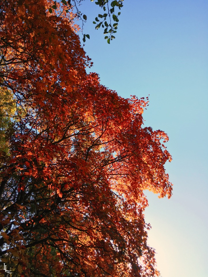 lina-levien-autumn-fall (13)
